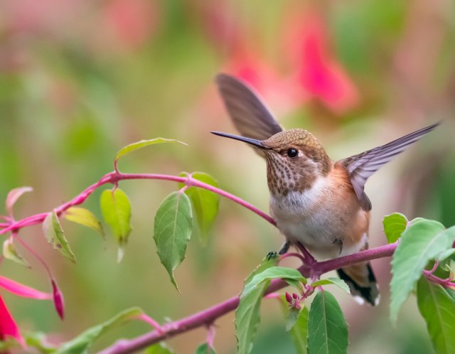 rufous-young-saved-for-web-aehee.jpg