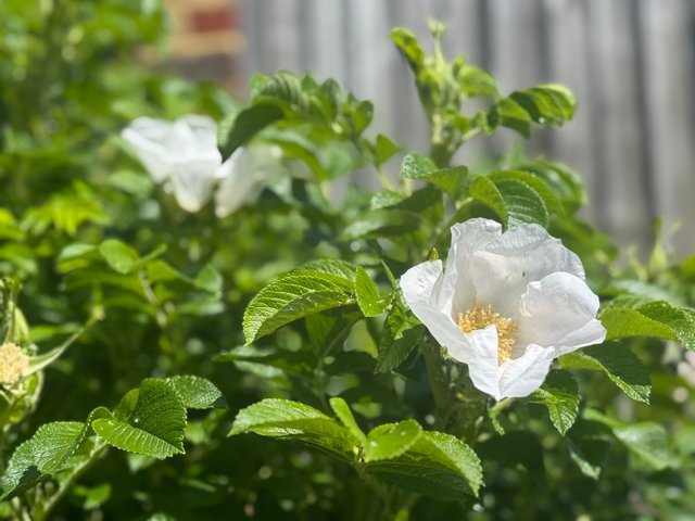 IMG_7980.jpeg