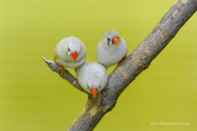 Pretty-birds-2-с.jpg