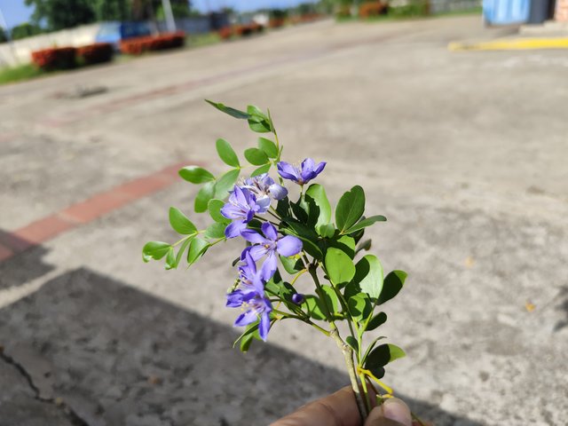 IMG_20250803_161004.jpg