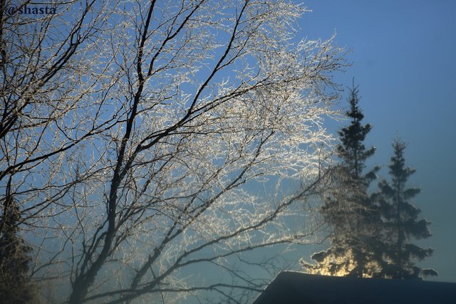 shasta2019jan1st47wintermas2io.jpg