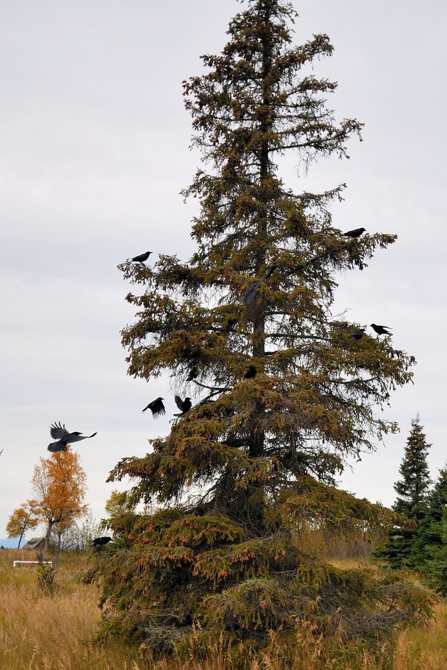 DSC_8357 - Crow tree cropped resized.jpg