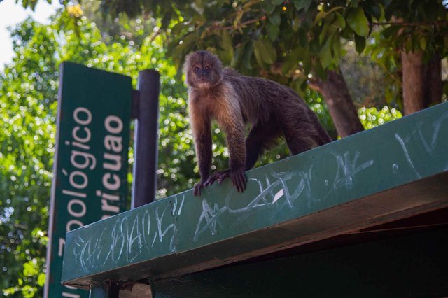 Zoologico-Caricuao-Pinar-1-1.jpg