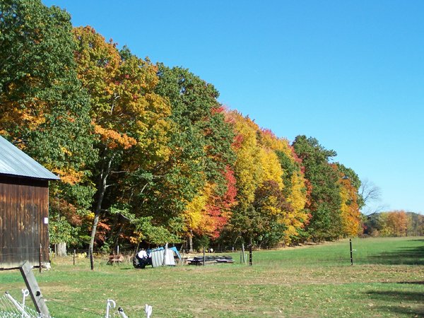 Foliage - back 40 pasture crop Oct. 2016.jpg