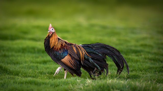 rooster-3500392_1280.jpg