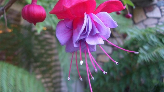 exotic_flower-678x381.jpg