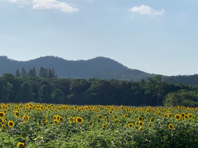 Sunflower fields1.jpg