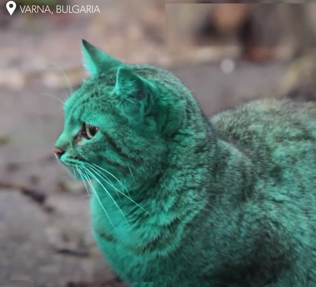 green cat 0.jpg