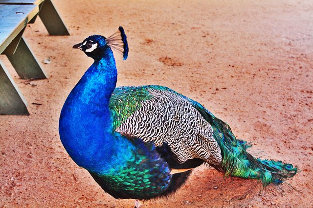 peacock1.jpg