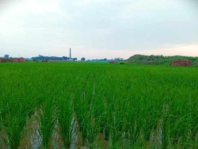 IMG_20250801_195517.jpg