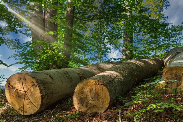 tree-trunks-5151723_1280.jpg