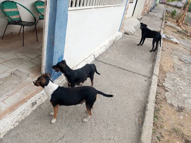 Imagen de WhatsApp 2025-04-17 a las 10.14.51_77bc5700.jpg