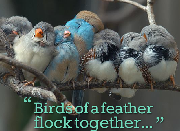 birds-of-a-feather-flock-together-612x445.png