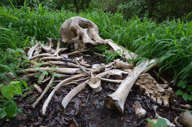 1.11 Elephant skeleton - Save-elephants.org.jpg