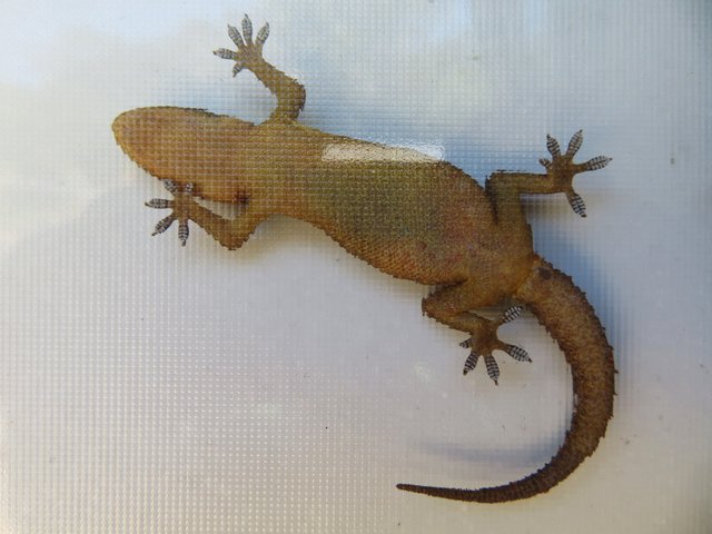 5552-Gecko.JPG
