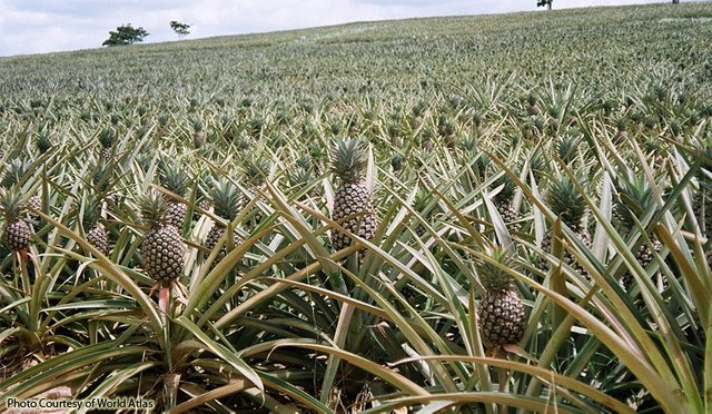 growing_pineapples-530x264.jpg