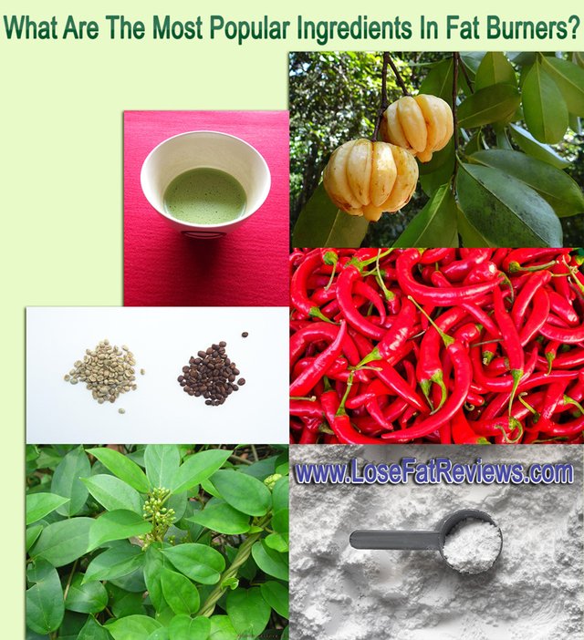 What-Are-The-Most-Popular-Ingredients-In-Fat-Burners.jpg