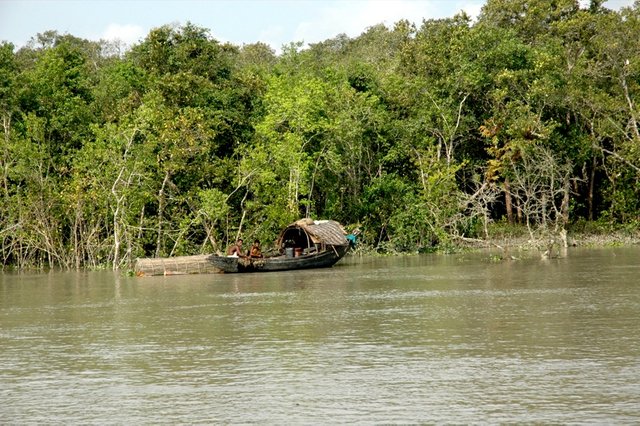 Boat,_trees_and_water_in_Sundarbans.jpg