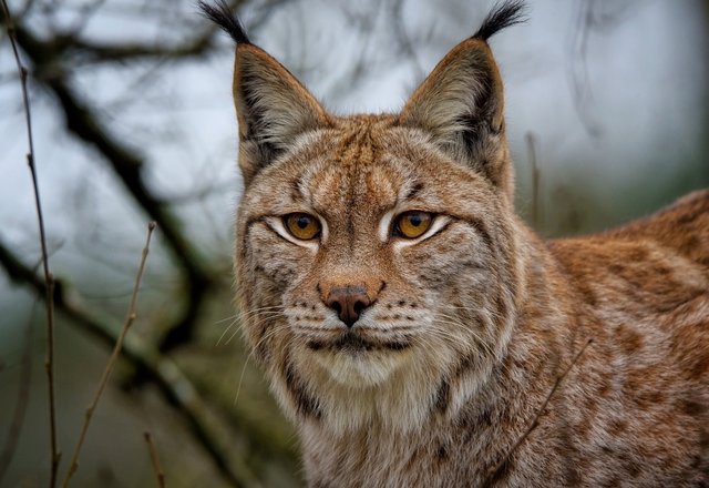 lynx-7787590_1920.jpg