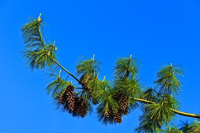 pine-tree-3353355_640.jpg