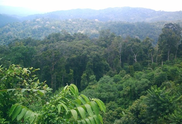 hutan-hujan-tropis.jpg