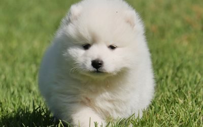 thumb-japanese-spitz-4k-cute-animals-puppy-lawn.jpg