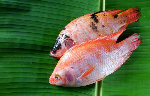 goldfish-isolated-banana-leaf-background_493325-1245.jpg