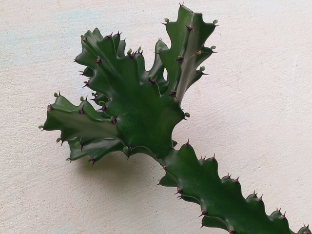 20250705_132950.jpg