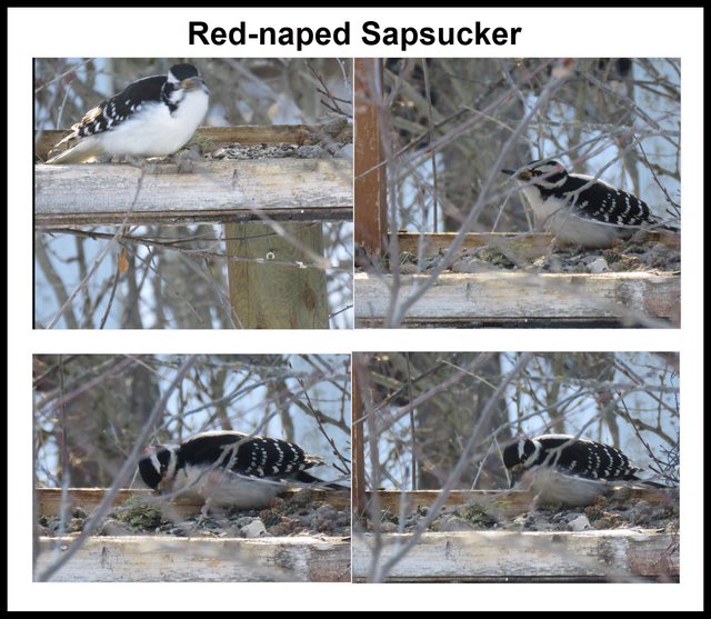 4 shots red-naped sapsuckers.jpg