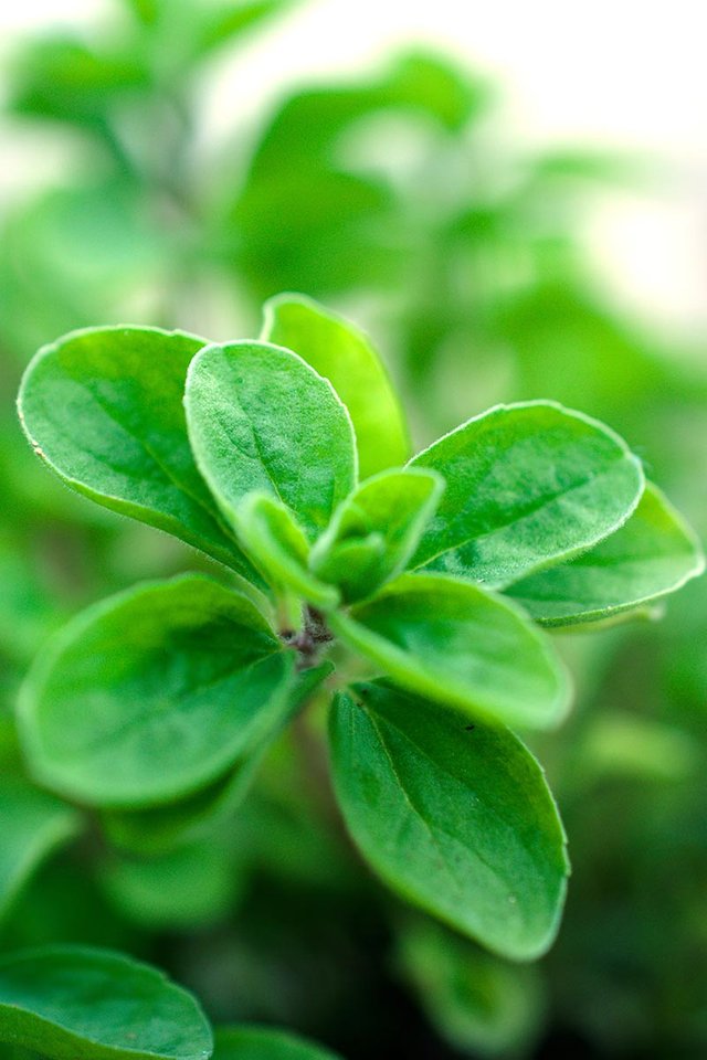 Marjoram-Leaves-Close-Up.jpg