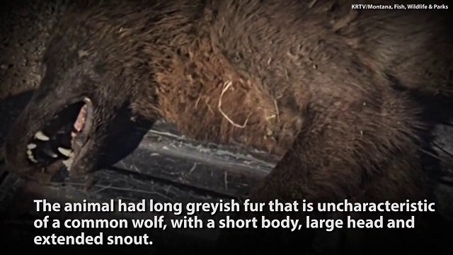 Strange Wolf-Life Creature Killed Montana.jpg