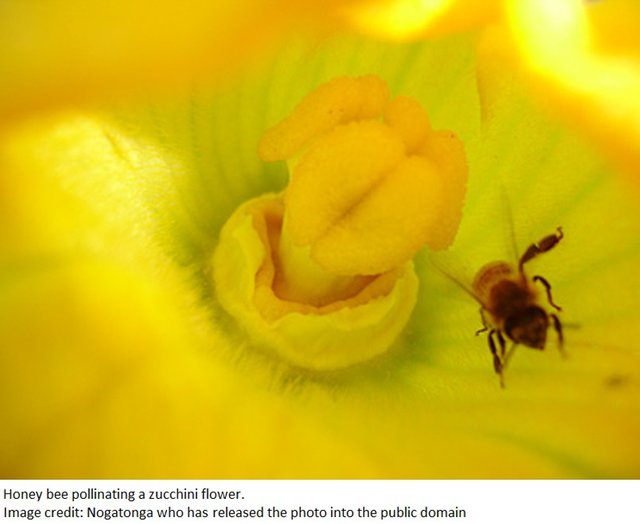nogatonga 2 public Zucchini flower bee pollinating.jpg