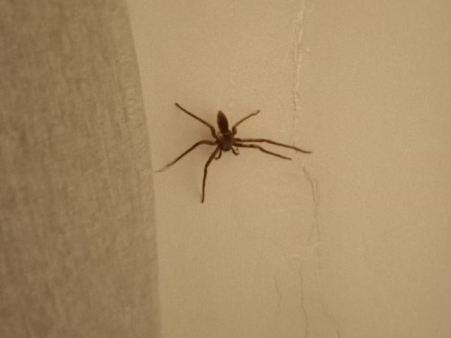 spider5.JPG
