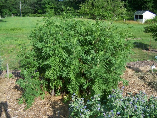 New Herb - Row 2,  tansy crop July 2019.jpg