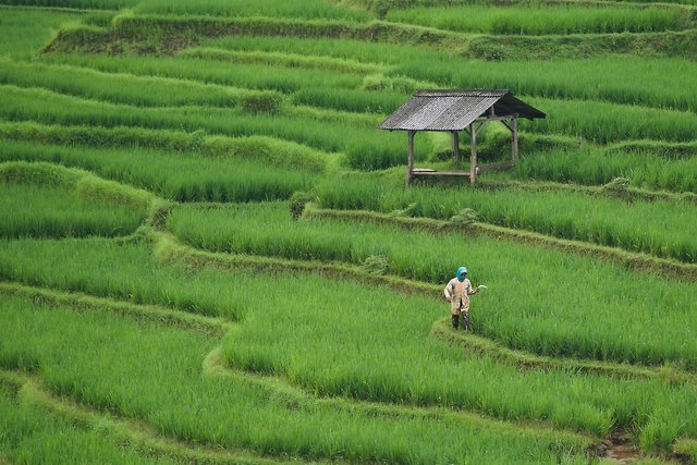 rice-field-ga27ff45c3_1920.jpg