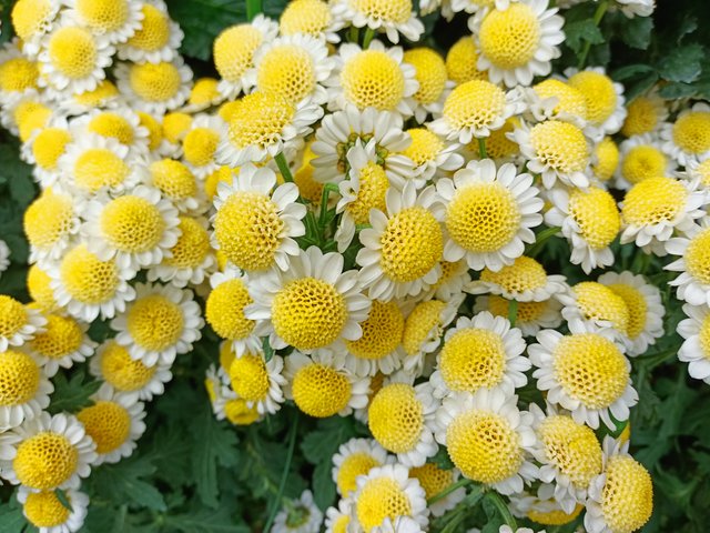5 feverfew.jpg