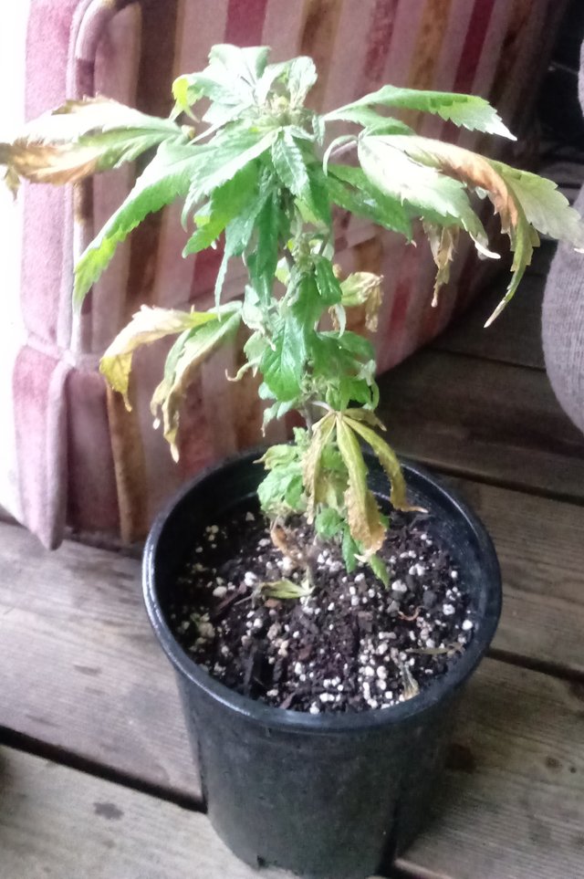 20190515_164723.jpg