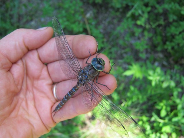 colorful dragonfly on my hand.JPG