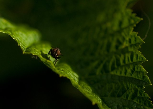 fly-on-leaf-in-eve-sunlight.jpg