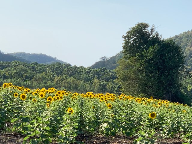 sunflowers7.jpg