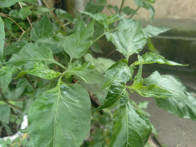 20250624_135424.jpg