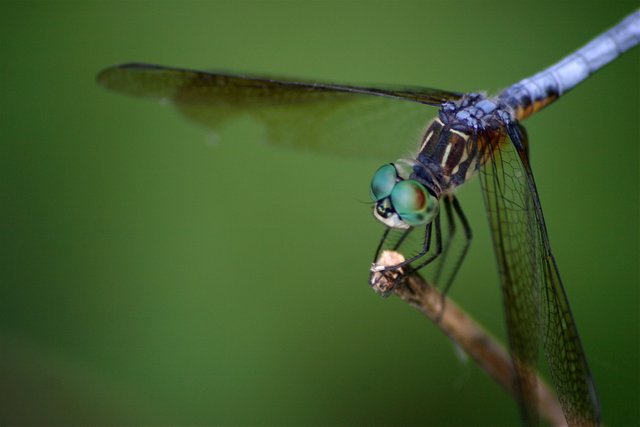 dragonfly close-2.jpg