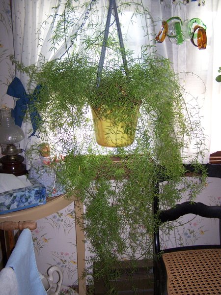 Asparagus fern crop July 2018.jpg