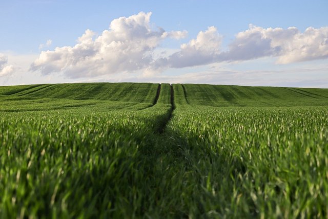wheat-9666681_1280.jpg
