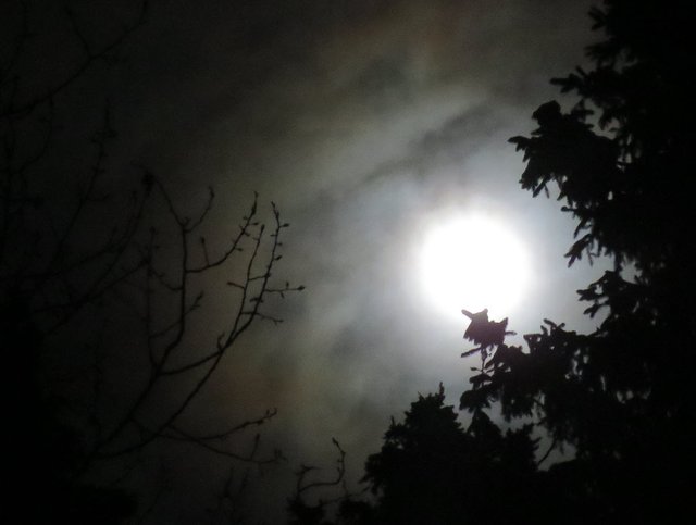slight colored clouds glowing full moon spruce poplar branches bottom edges.JPG