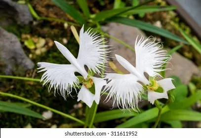 two-white-egret-flowers-fringed-260nw-311611952.webp