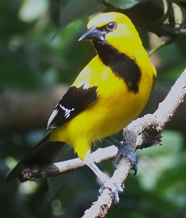 Gonzalito-Icterus_nigrogularis.jpg