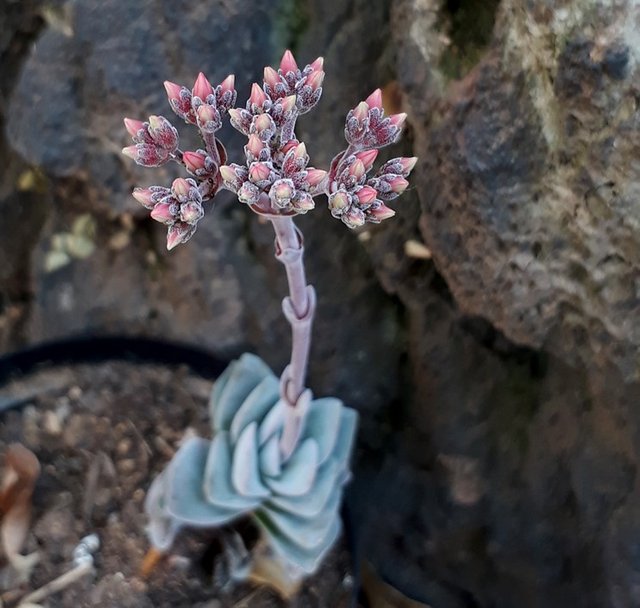 crassula coralita.jpg