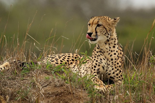 1200px-Cheetah_(Acinonyx_jubatus)_female_2.jpg