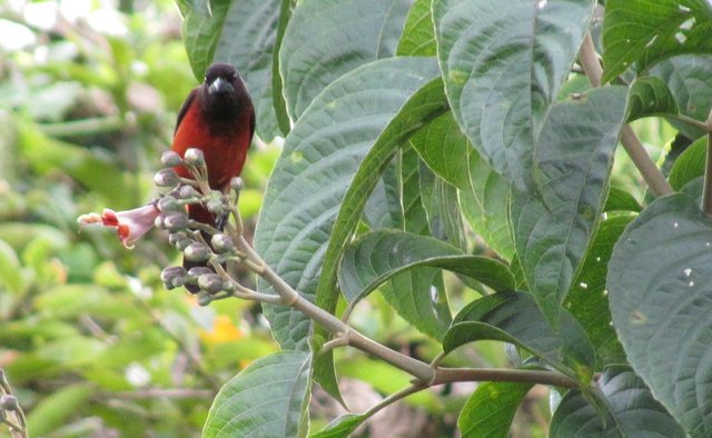 Ramphocelus dimidiatus- toche pico de plata.jpg